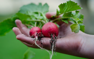 Gardening with care to avoid injury